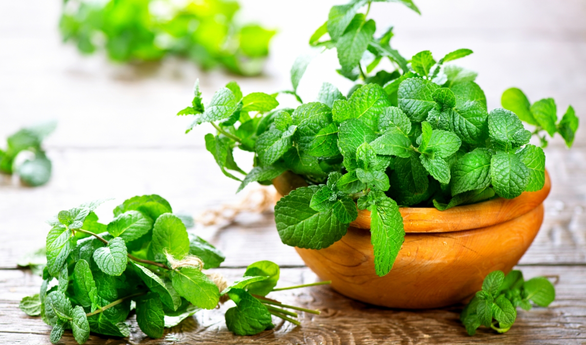 Công dụng bất ngờ của rau bạc hà