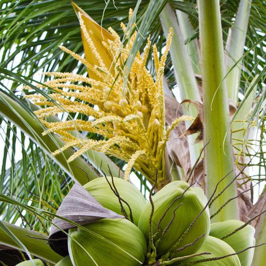 Cây dừa - Cây có cả ngàn công dụng - Tin Tức VNShop