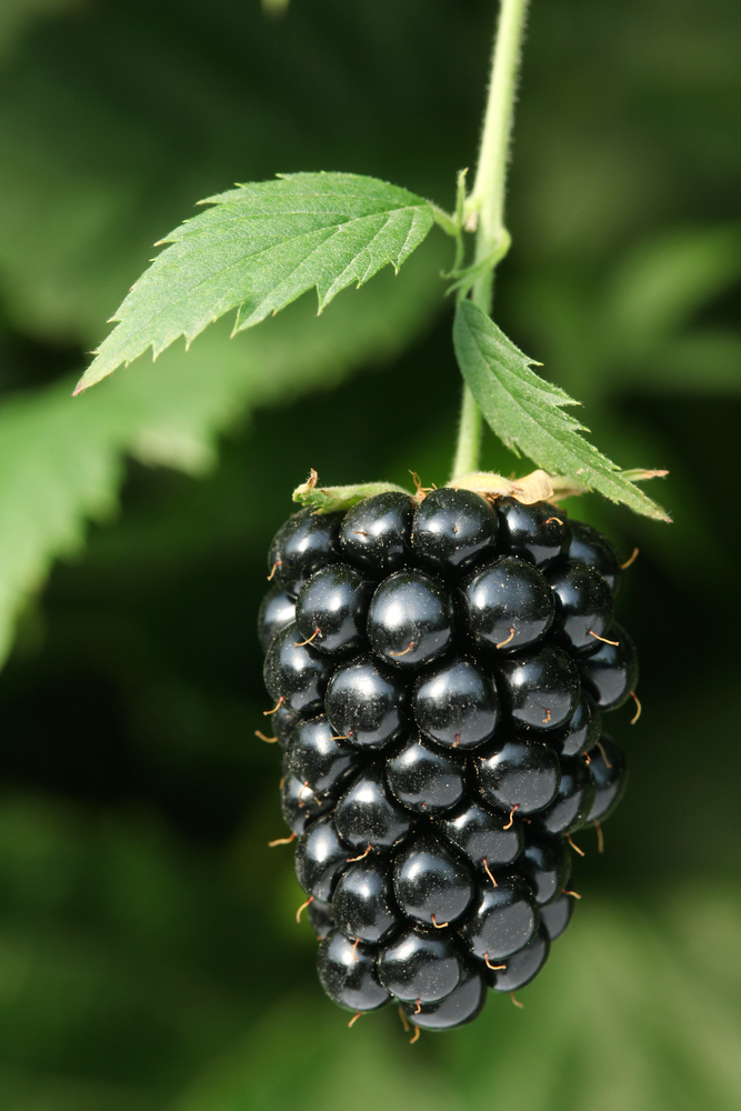 Prime Arkansas Freedom Blackberry Plant - Ison