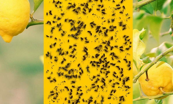 Two-Sided Insect Sticky Traps: Ten () or Twenty ()